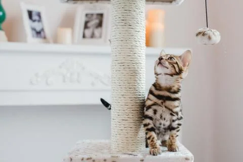 Bengal cats babys leopard Foto stock