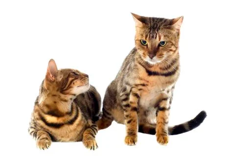 Bengal cats Stock Photos