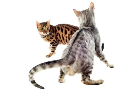 Bengal cats Stock Photos