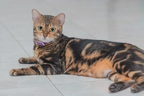 Bengal cats Stock Photos
