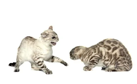 Bengal cats in studio Stock Photos