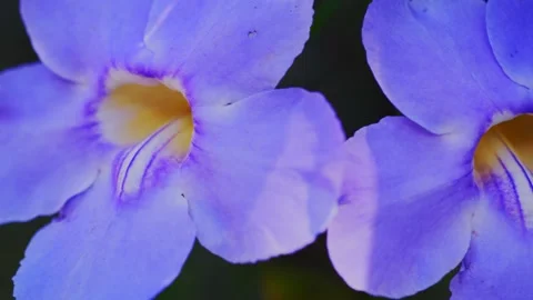 Bengal clockvine flower. Close up view Video stock 229813859