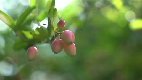 Bengal Currants Close-Up with Light Rays: Fruit Reveal Stock Footage 289147321