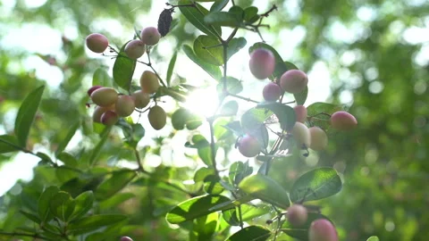 Bengal Currants Illuminated by Rays of Light 動画素材 289143839