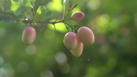 Bengal Currants in Light: Shift Focus from Tree Stock Footage 289147800
