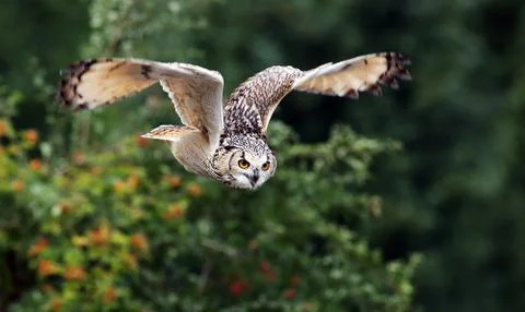 Bengal Eagle Owl Foto stock