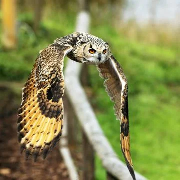 Bengal Eagle Owl Stock Photos