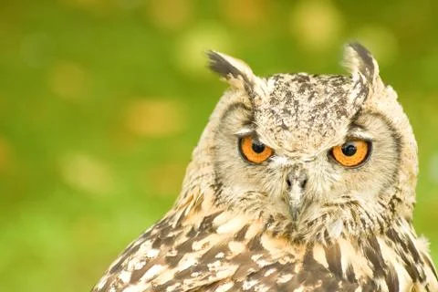 Bengal eagle owl Stock Photos