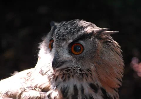 Bengal Eagle Owl Stock Photos