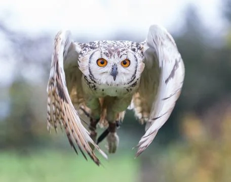 Bengal Eagle Owl Stock Photos