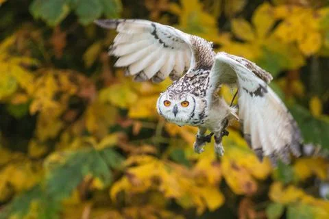Bengal Eagle Owl Stock Photos