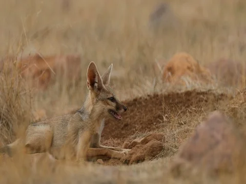 Bengal Fox, Indian Fox, Vulpes bengalensis Stock Footage 78091822