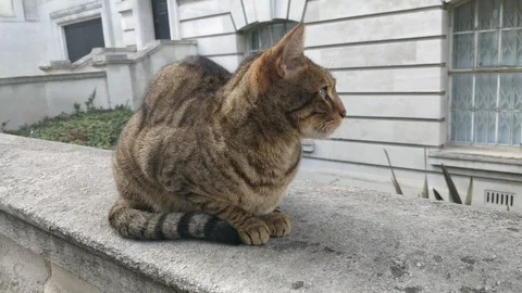 Bengal ginger cat sitting on a wall Stock Footage 115988113