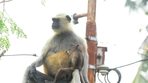 Bengal Hanuman langurs or monkey with baby Stock Footage 293000941
