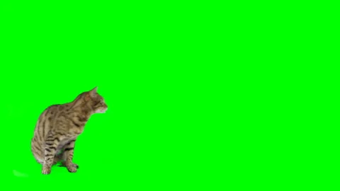 Bengal jumping up onto platform on green screen isolated with chroma key Stock Footage 254627187