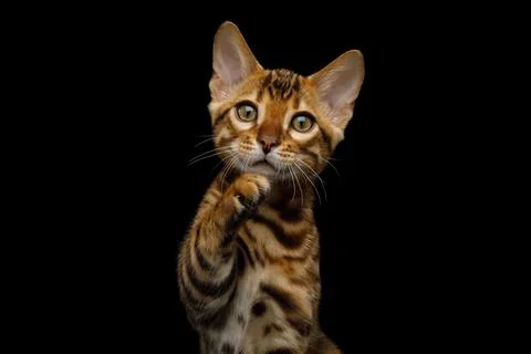 Bengal Kitten on Black Background Stock Photos