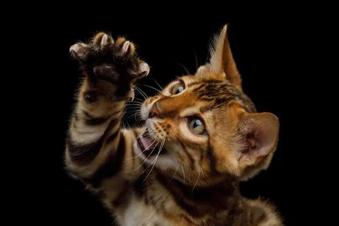 Bengal Kitten on Black Background Stock Photos