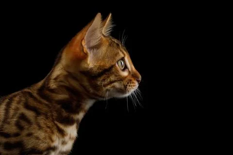 Bengal Kitten on Black Background Stock Photos