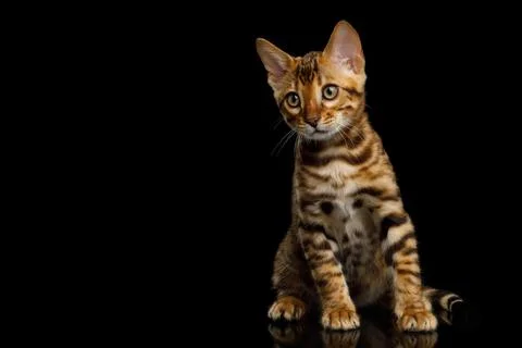 Bengal Kitten on Black Background Foto stock
