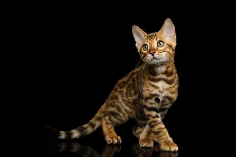 Bengal Kitten on Black Background Stock Photos