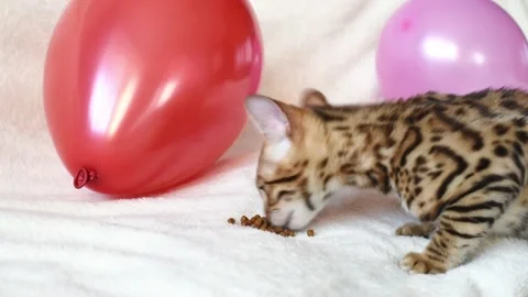 Bengal kitten eats  feed, red and pink balloons on background , playfull kitten. Stock Footage 231716214