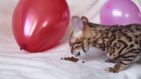 Bengal kitten eats  feed, red and pink balloons on background , playfull kitten. Stock Footage 250072892