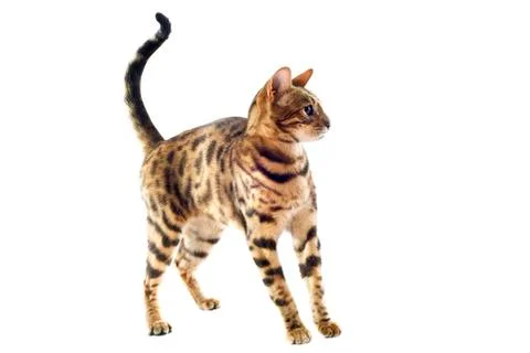 Bengal kitten Stock Photos