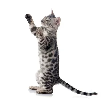 Bengal kitten Foto stock