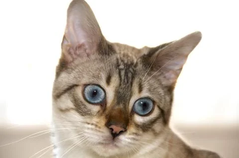 Bengal kitten Stock Photos