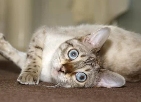 Bengal kitten Stock Photos