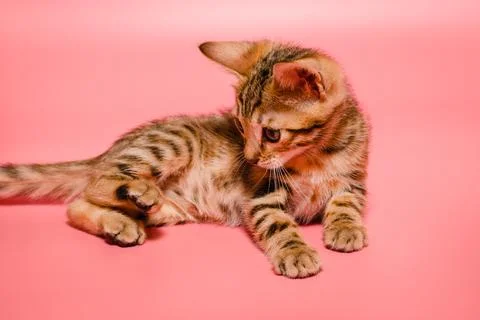 Bengal kitten 스톡 사진