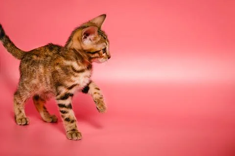 Bengal kitten Stock Photos