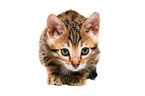 Bengal kitten Stock Photos