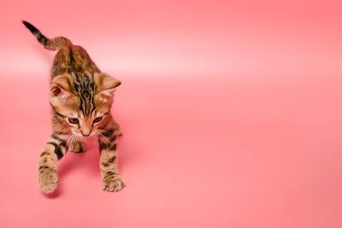 Bengal kitten Stock Photos