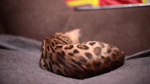 Bengal kitten playing with white balls on the sofa. Pet , 4k footage of elite Stock Footage 230670649
