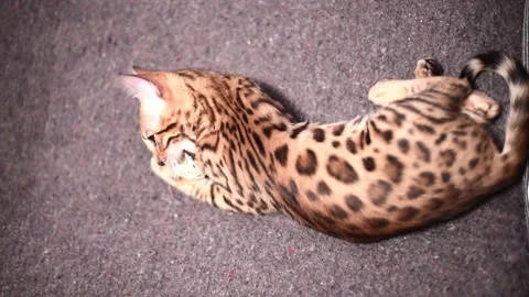 Bengal kitten playing with white balls on the sofa. Pet , 4k footage of elite Stock Footage 230670696