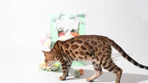 Bengal kitten plays with Easter eggsand walks around the bouquet of flowers on Stock Footage 238534279