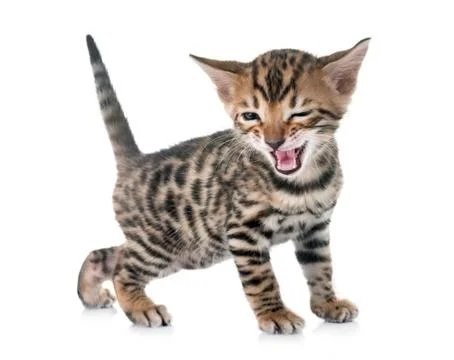 Bengal kitten in studio Stock Photos