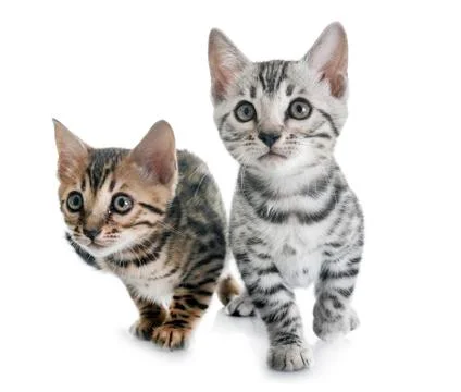 Bengal kitten in studio Stock Photos