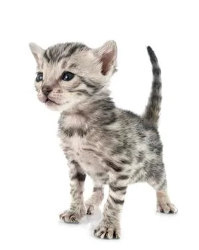 Bengal kitten in studio Foto stock