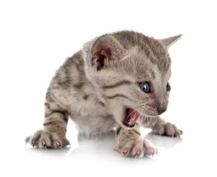 Bengal kitten in studio Foto stock