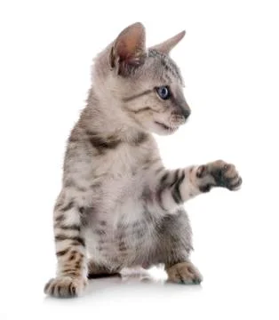 Bengal kitten in studio Stock Photos