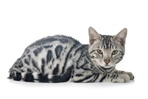 Bengal kitten in studio Stock Photos