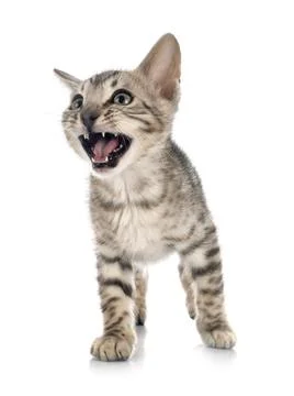 Bengal kitten in studio Stock Photos
