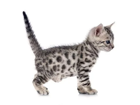 Bengal kitten in studio Stock Photos