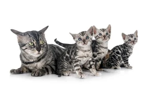 Bengal kitten in studio Stock Photos