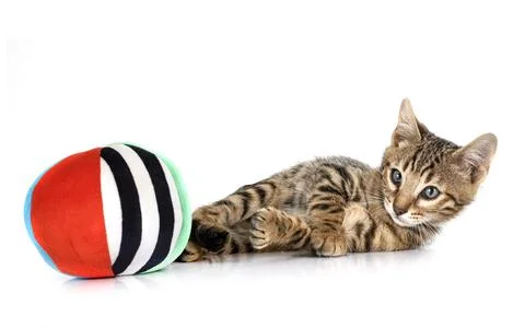 Bengal kitten in studio Foto stock