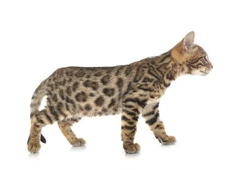 Bengal kitten in studio Foto stock