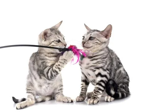 Bengal kitten in studio Foto stock