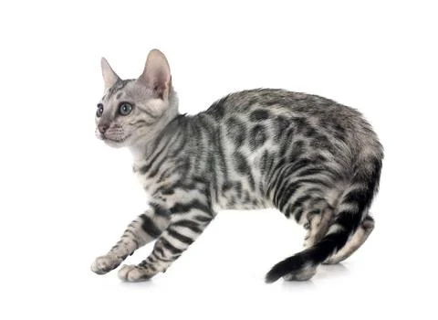 Bengal kitten in studio Stock Photos